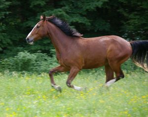 Top 5 Fastest Betway India App in 2026: Tested & Ranked